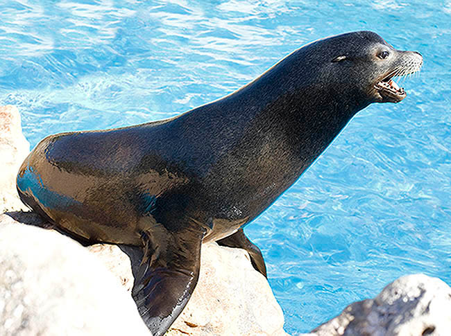 Zalophus californianus, Otariidae, león marino californiano, lobo marino de California