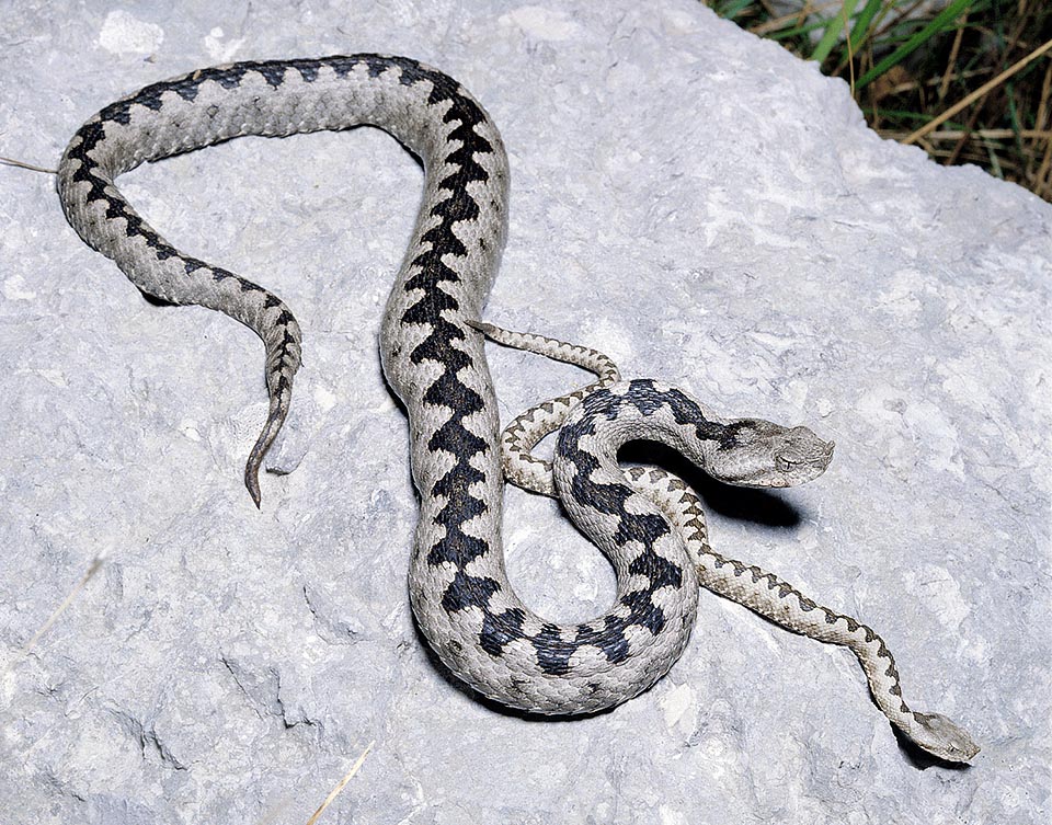 Vipera ammodytes with young. The name viper comes from Latin “vivipera”, that is, delivering live sons. In fact in the viperids the eggs hatch inside the uterine sac © Giuseppe Mazza