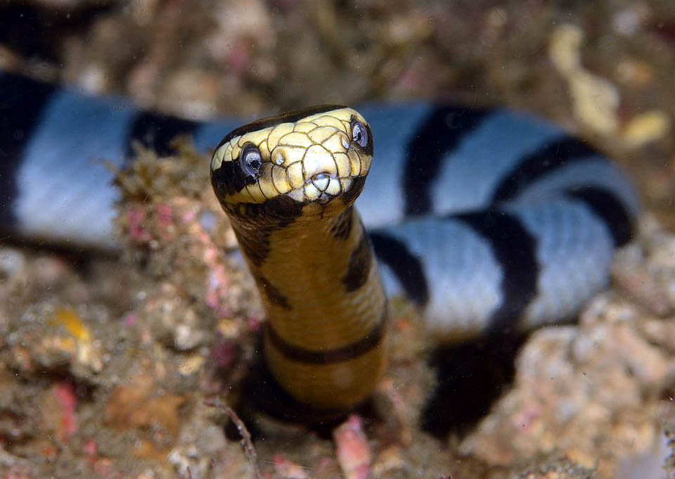 Laticauda colubrina deve il nome comune di Serpente dalle labbra gialle per il colore giallo del muso che si estende all&rsquo;indietro su entrambi i lati del capo.