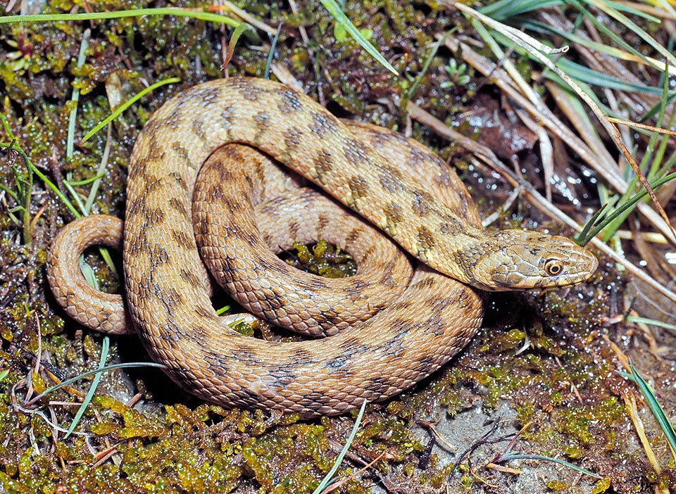 Natrix maura, Colubridae, Couleuvre vipérine