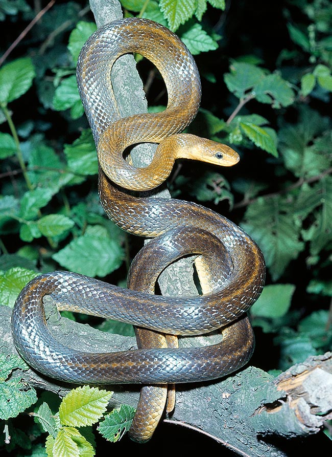 Zamenis longissimus, Elaphe longissima, Colubridae, Zamenis longissimus, Elaphe longissima, Aesculapian Snake