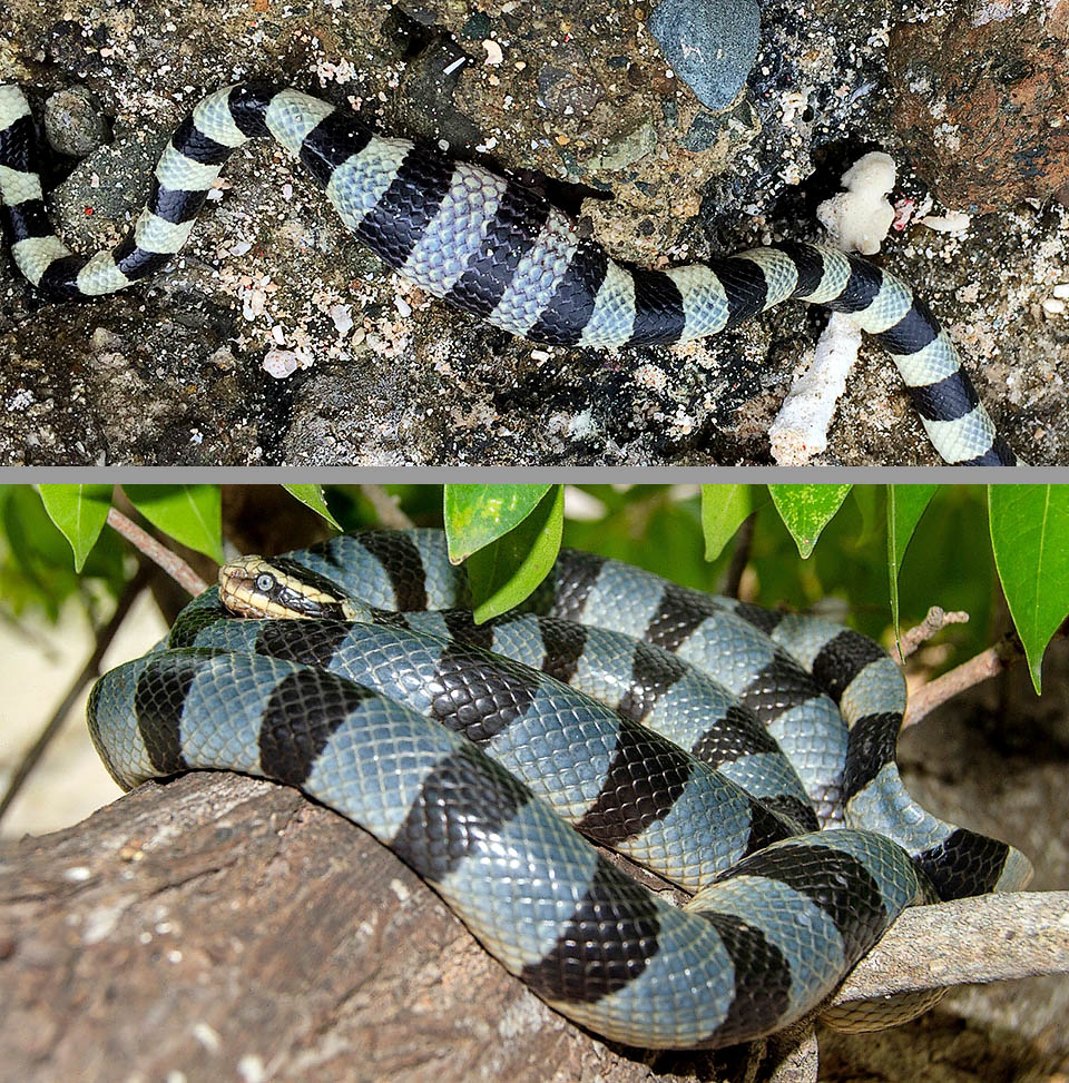 Laticauda colubrina &egrave; la specie pi&ugrave; terrestre del genere Laticauda: si reca sulla terraferma per digerire le prede ingoiate intere o per termoregolarsi alternando la permanenza tra sole ed ombra.