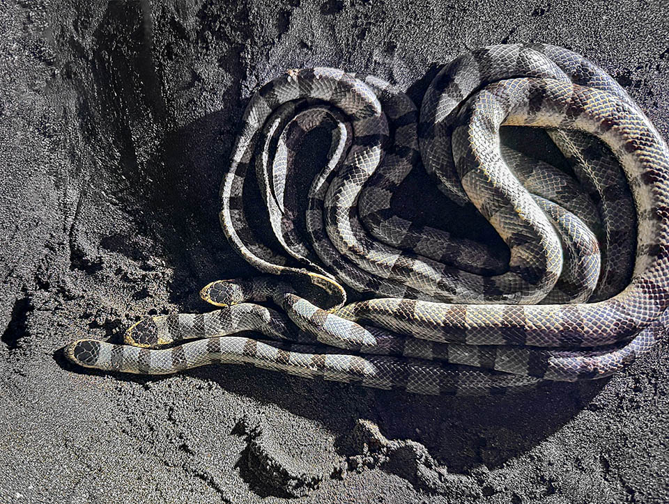 Prima dell&rsquo;accoppiamento, i maschi si raggruppano anche in gran numero alla ricerca di una femmina ricettiva.