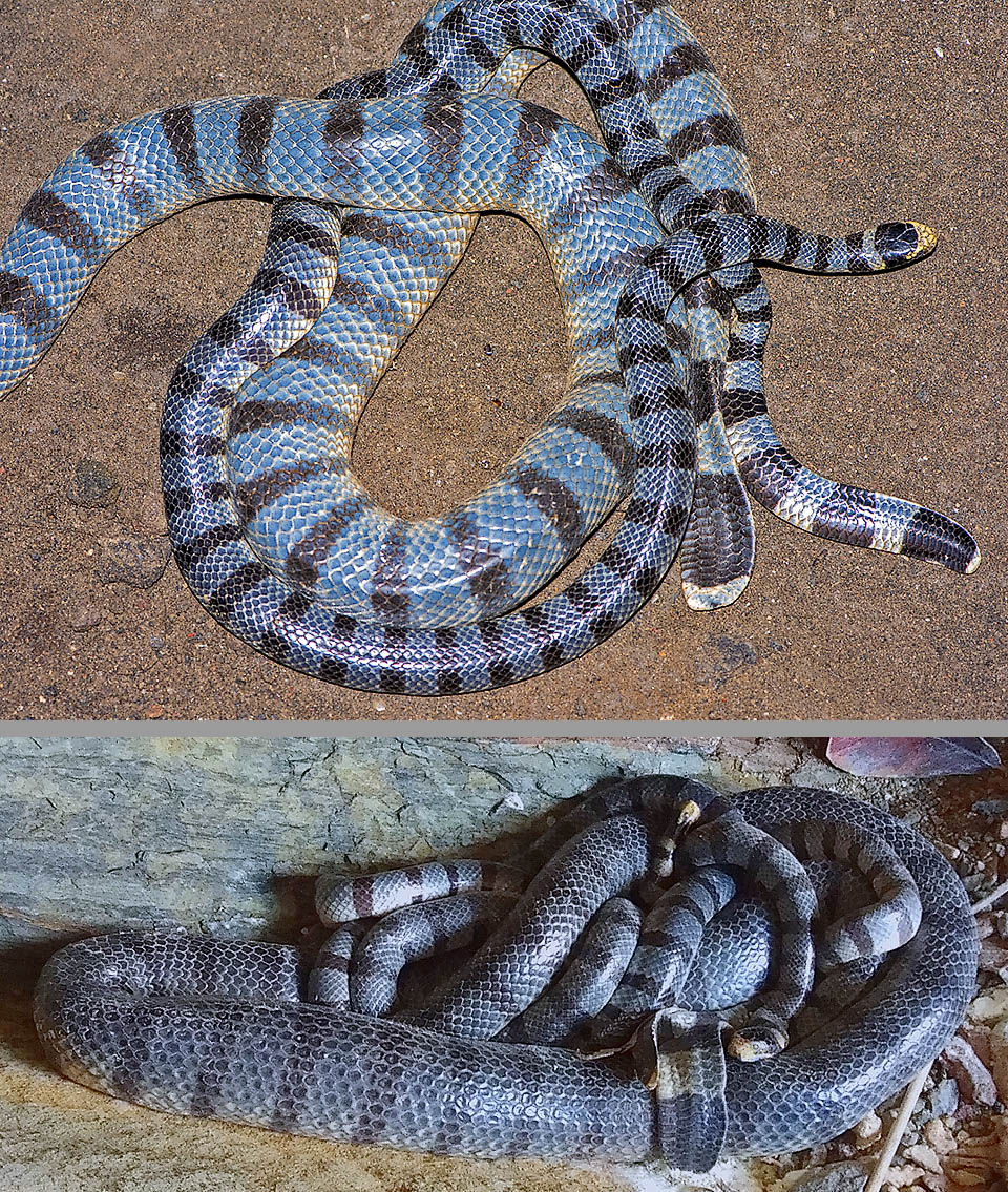 Le femmine, pi&ugrave; grandi dei maschi, hanno la coda corta, sottile e piatta, mentre quella dei loro compagni &egrave; pi&ugrave; lunga, meno piatta e pi&ugrave; carnosa. Durante l&rsquo;accoppiamento, che avviene sempre a terra, il maschio si avvolge attorno alla femmina contraendo talora il corpo per pi&ugrave; di due ore.