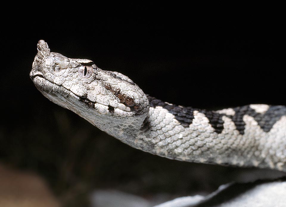 Detalle de la cabeza con el característico cuerno frontal, alrededor de 5 mm de largo. Los vipéridos son serpientes muy evolucionadas. No solo protegen sus huevos dentro del cuerpo materno, sino que los colmillos del veneno son huecos: largas jeringas plegables para inyectar su potente veneno sin pérdidas y en profundidad. En los crótalos esta familia de reptiles ha dado un notable paso más, con hoyuelos detectores de infrarrojos para una perfecta visión de las presas incluso en total oscuridad © Giuseppe Mazza