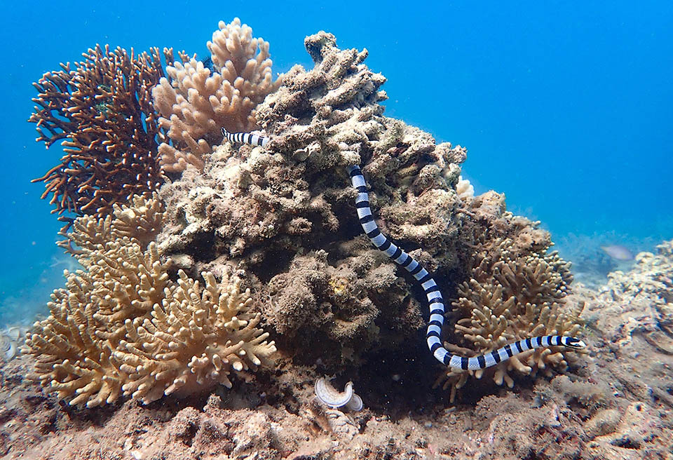 Laticauda colubrina &egrave; presente nelle acque costiere tropicali e subtropicali dell'Oceano Indiano orientale, del Sud-est asiatico e degli arcipelaghi dell'Oceano Pacifico occidentale.