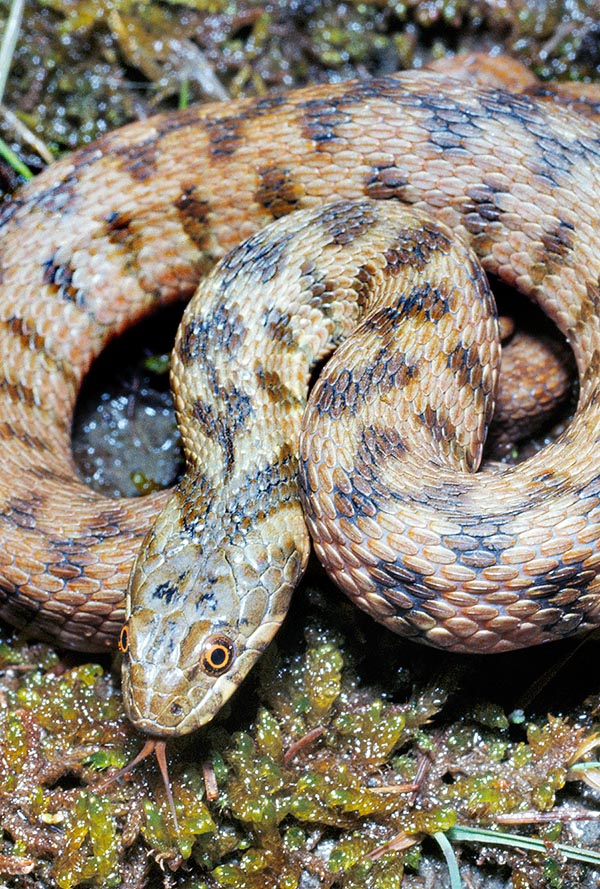 Natrix maura, Colubridae, Couleuvre vipérine