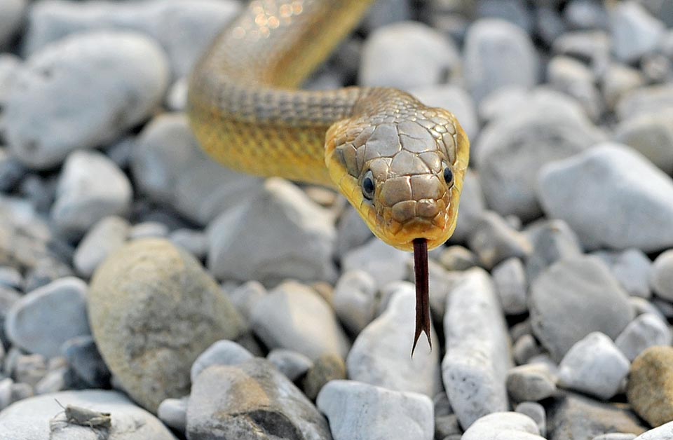 Zamenis longissimus, Elaphe longissima, Colubridae, Zamenis longissimus, Elaphe longissima, Aesculapian Snake