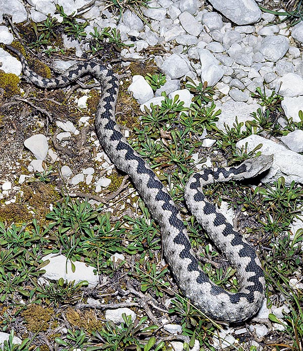 The Vipera ammodytes can be 90 cm long and its bite is often fatal for the man © Giuseppe Mazza