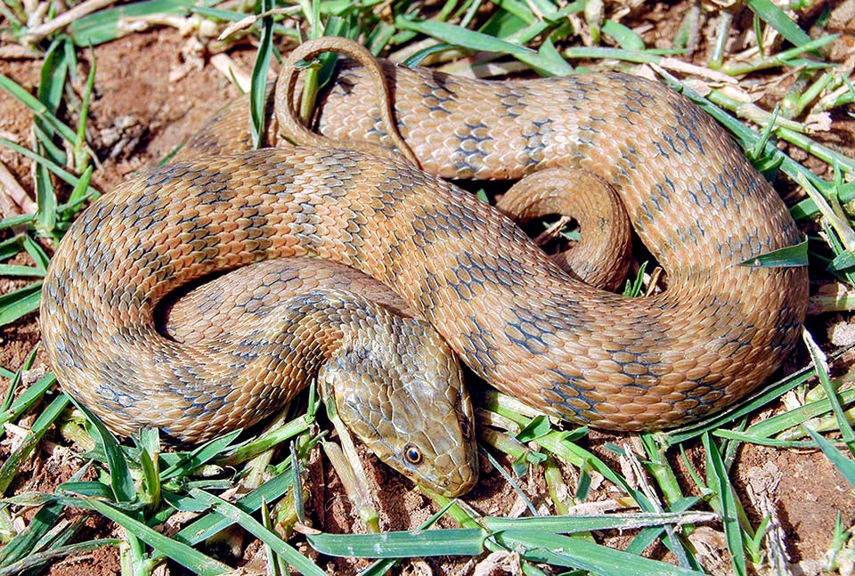 Natrix maura, Colubridae, Couleuvre vipérine