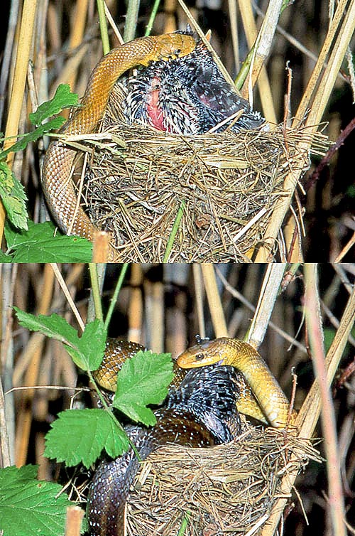 Zamenis longissimus, Elaphe longissima, Colubridae, Saettone, Colubro di Esculapio