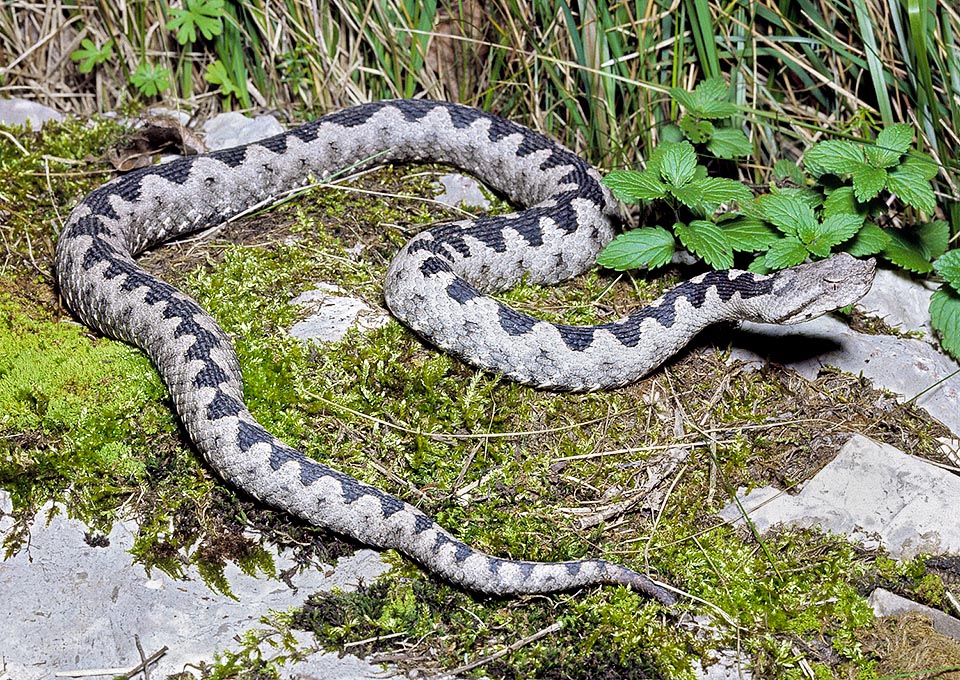 Vipera ammodytes, Vipère cornue, Viperidae