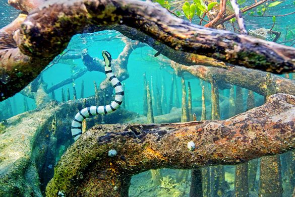 Laticauda colubrina - Monaco Nature Encyclopedia