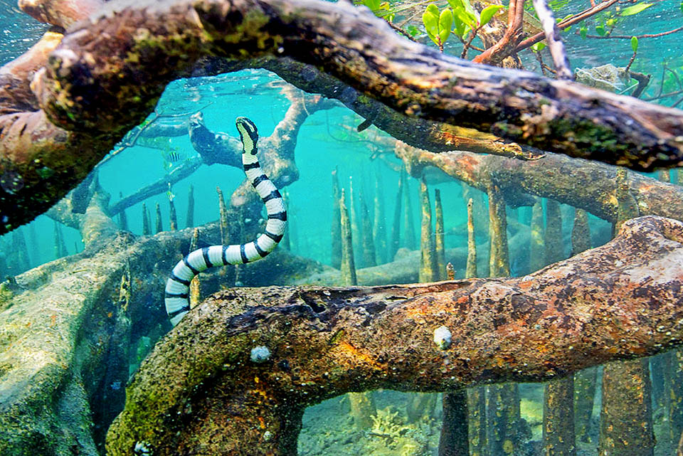 Gli ambienti di mangrovie, con la loro elevata diversit&agrave; ambientale, costituiscono degli habitat essenziali per il mantenimento di popolazioni sane.