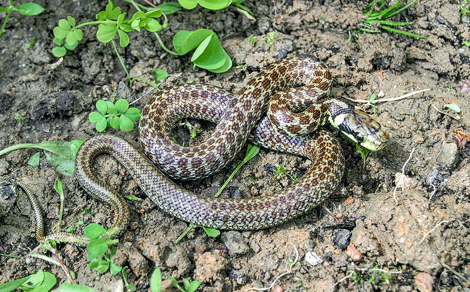 Zamenis longissimus, Elaphe longissima, Couleuvre d'Esculape