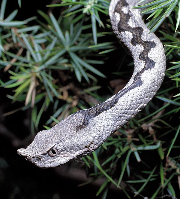 Caza pequeños mamíferos, pájaros, lagartos y artrópodos. La hembra puede hibridarse con Vipera aspis © Giuseppe Mazza