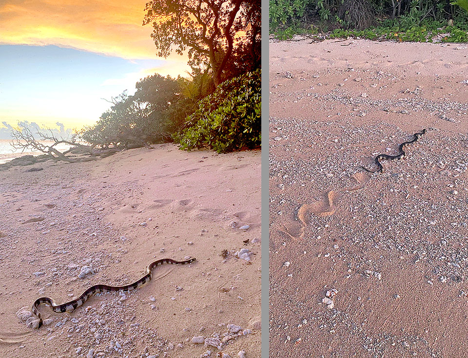 Laticauda colubrina si trasferisce al crepuscolo su spiagge limitrofe a foreste e barriere coralline per riprodursi, digerire e termoregolarsi.