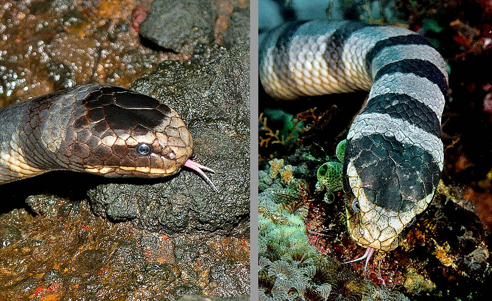 La lingua, che porta le molecole olfattive all&rsquo;organo di Jacobson, serve sulla terraferma per sondare l&rsquo;ambiente e trovare un partner sessuale e in acqua per scovare le prede.
