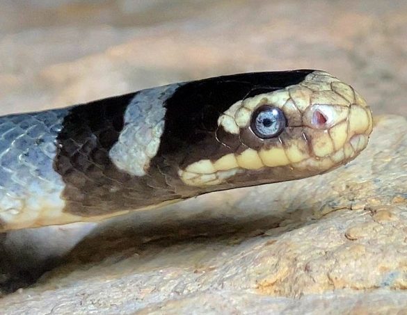 Laticauda colubrina - Monaco Nature Encyclopedia