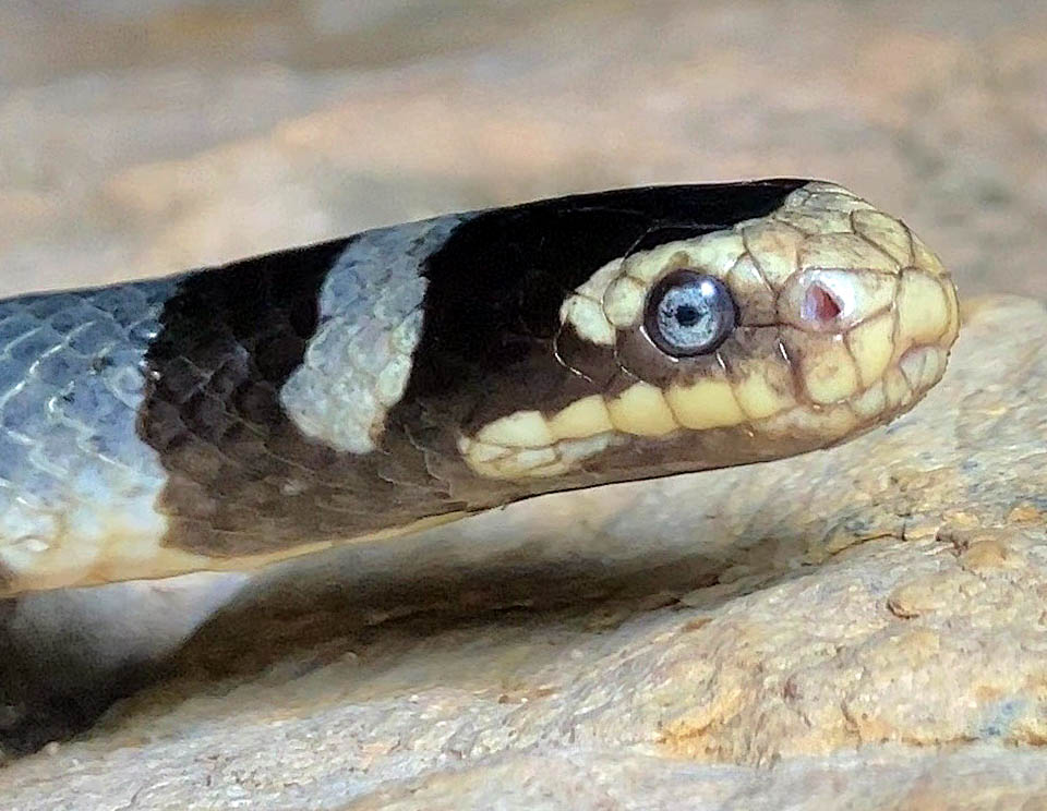 Quando non &egrave; in immersione le narici dorsali, che pu&ograve; chiudere per non far entrare l&rsquo;acqua, vengono tenute aperte per respirare.