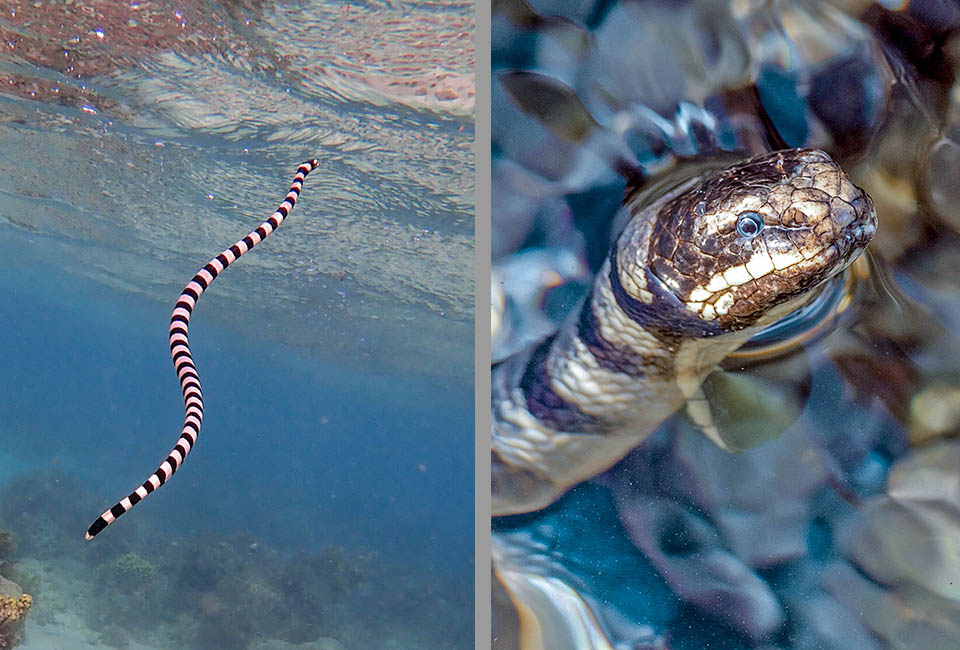 Sott&rsquo;acqua le narici sono chiuse, come si nota a destra nel capo che sbuca fra le onde. Per respirare Laticauda colubrina deve far scorte d&rsquo;aria in superficie ogni 15-25 minuti.