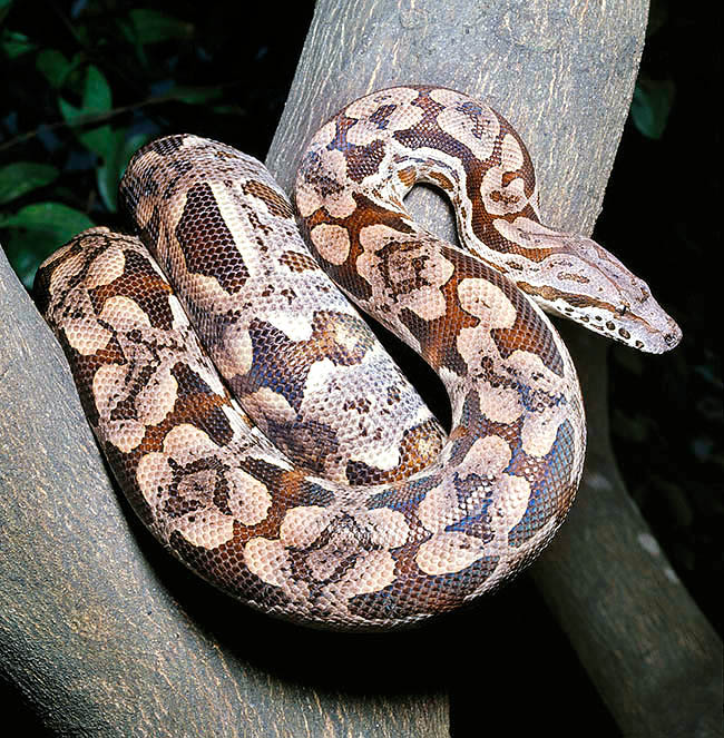 Acrantophis dumerili, Dumeril's boa, Madagascar ground boa, Boidae