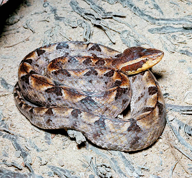 Calloselasma rhodostoma, Malayan Pit Viper, Viperidae, Crotalinae