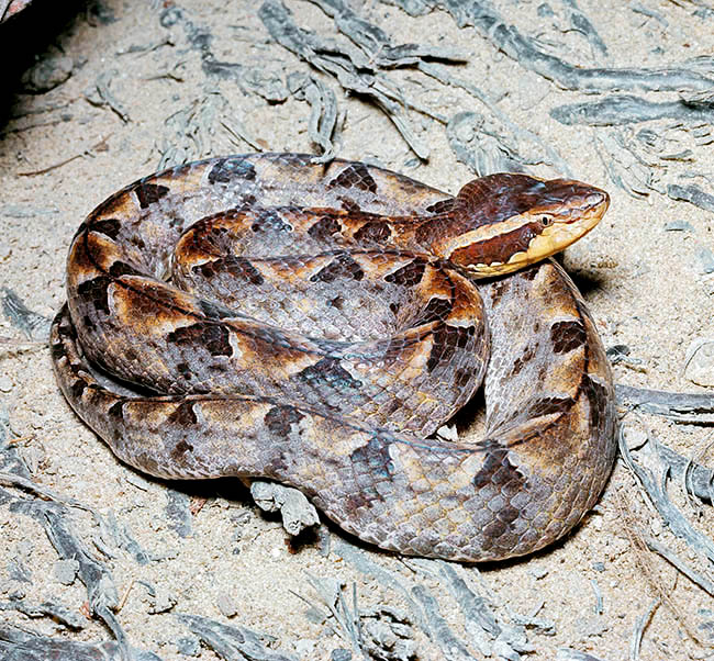 Calloselasma rhodostoma, Viperidae, Crotalinae, mocasín malayo