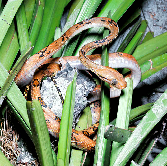 Boiga cynodon, Colubridae