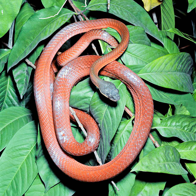 Boiga nigriceps, Colubridae