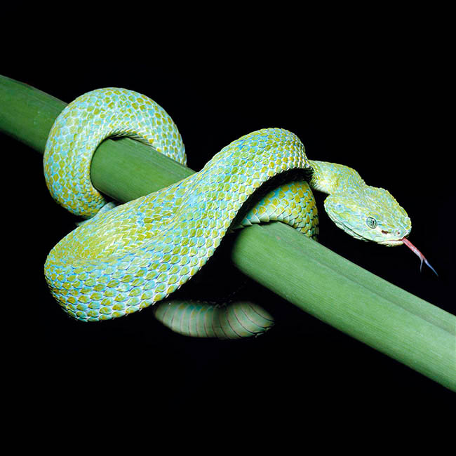 Bothriechis nigroviridis, Bothrops nigroviridis, Viperidae