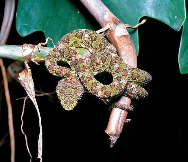 Bothriechis schlegelii, Bothrops schlegeli, Viperidae