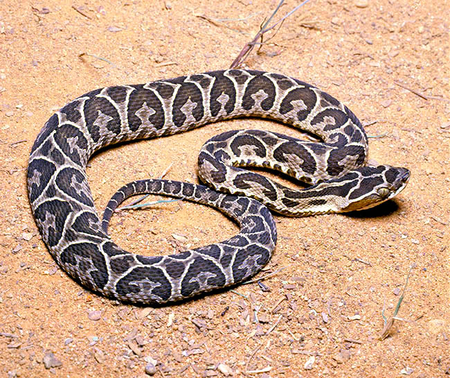 Bothrops alternatus, Viperidae