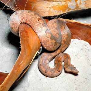 Candoia carinata - Monaco Nature Encyclopedia