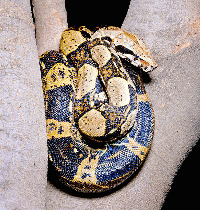 Boa constrictor, Constrictor constrictor, Boidae