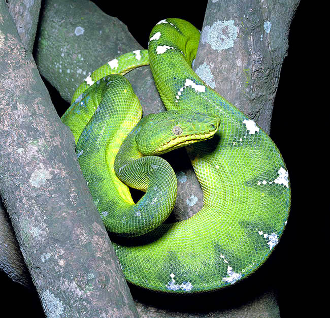 Corallus caninus, Boidae