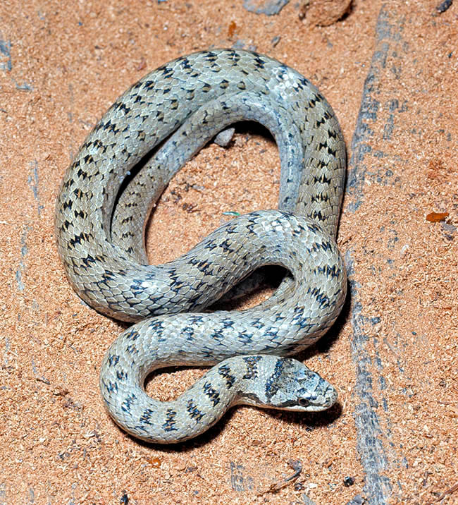 Coronella austriaca, Colubridae