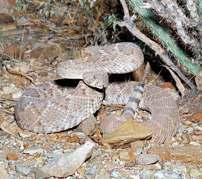 Crotalus atrox, Viperidae