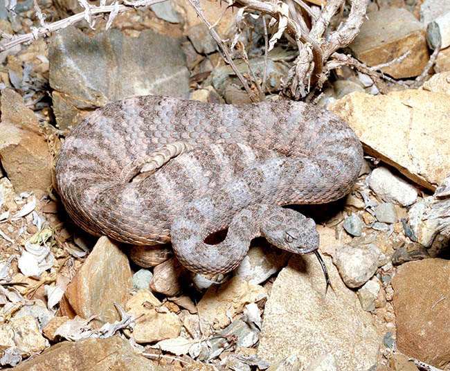 Crotalus tigris, Viperidae