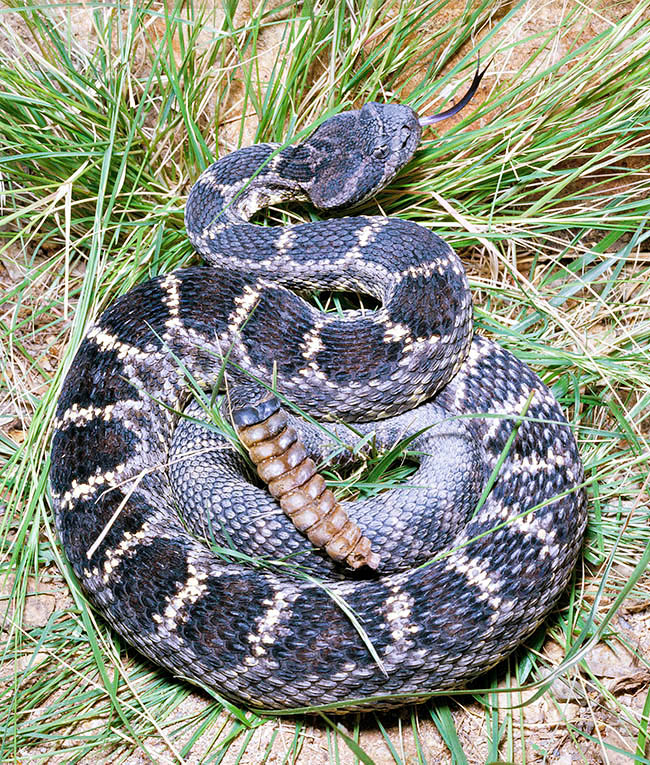 Crotalus viridis cerberus, Viperidae