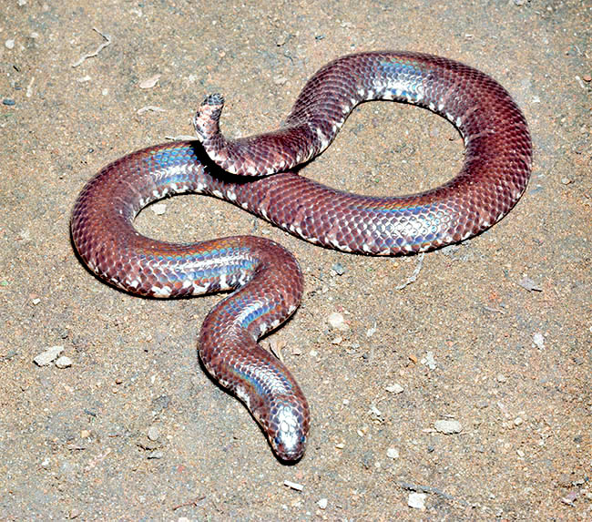 Cylindrophis ruffus, Cylindrophis rufus, Cylindrophiidae