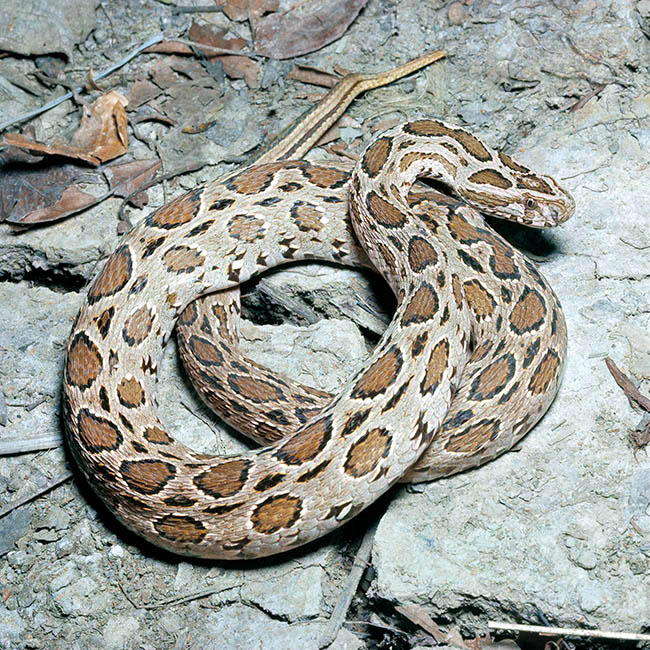 Daboia siamensis, Vipera russelli siamensis, Viperidae