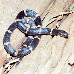 Lelapiidae Elapidae Archivi - Monaco Nature Encyclopedia