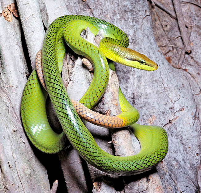 Gonyosoma oxycephalum, Elaphe oxycephala, Colubridae