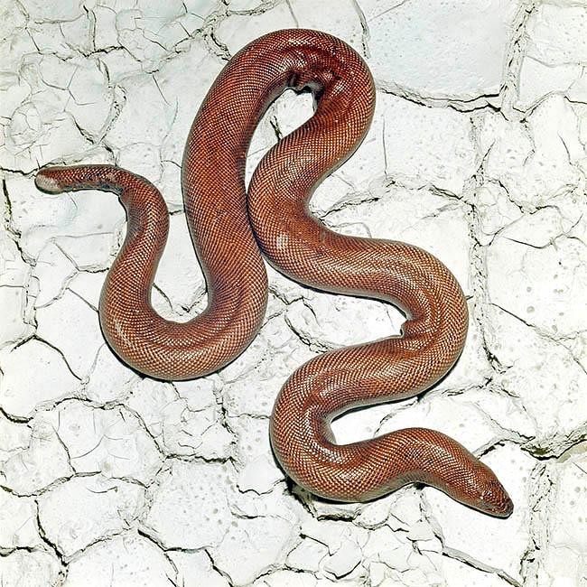 Eryx johnii, Boidae