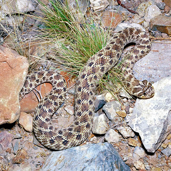 Heterodon nasicus, Colubridae