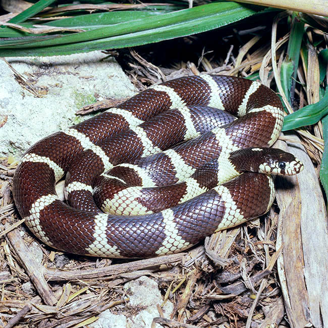 Lampropeltis getula, Lampropeltis getulus, Colubridae