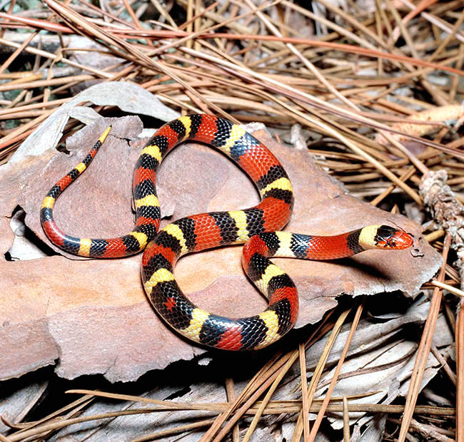 Lampropeltis triangulum elapsoides, Colubridae