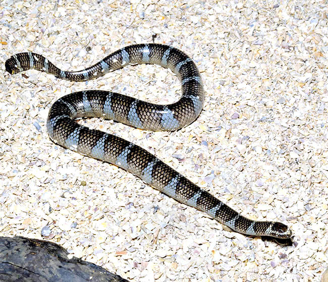 Laticauda schistorhynchus, Elapidae