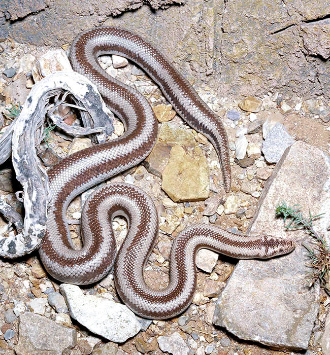 Lichanura trivirgata, Boidae